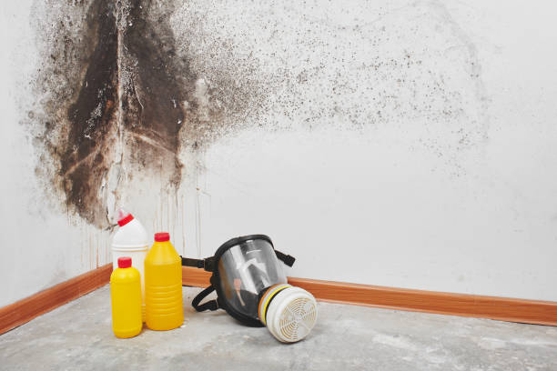 Best Mold Damage Restoration  in USA